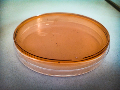 Agar Petri Dish 10 Pack